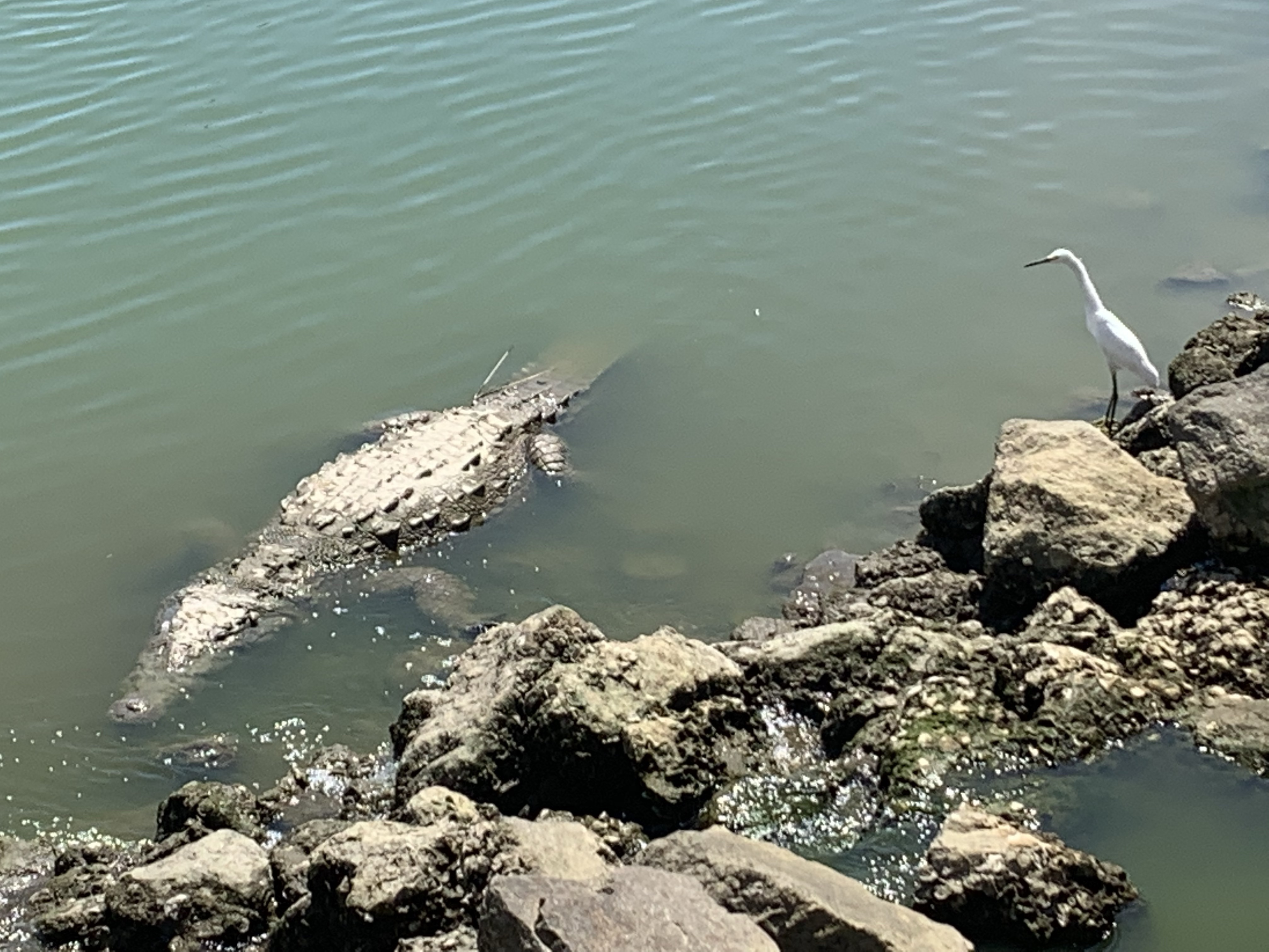 PV Crocodile Sir